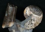 Hoploscaphites Ammonite Resting On Baculites #6124-3